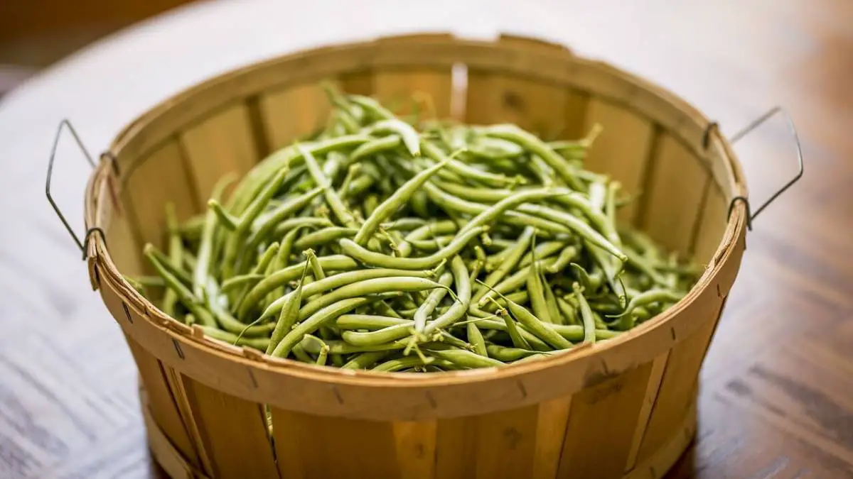Should Your Dog Eat Green Beans?