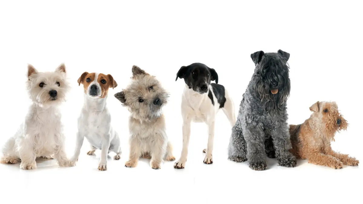 The 10 Top List: Best Terrier Breeds