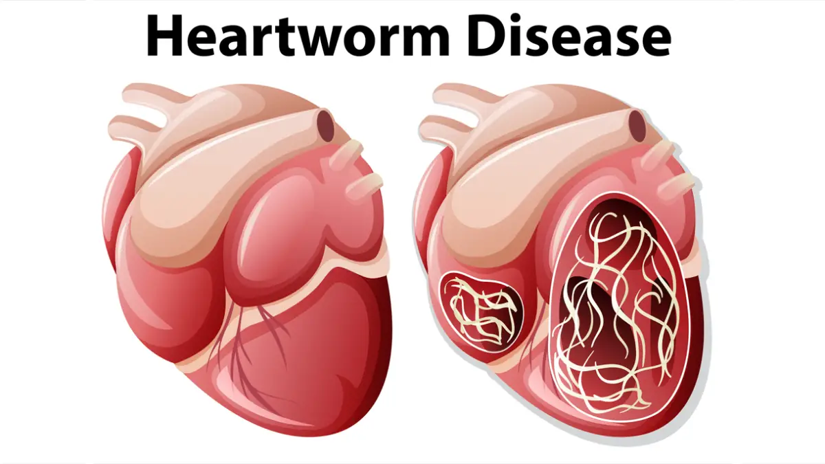 Heartworm In Dogs - All You Should Know