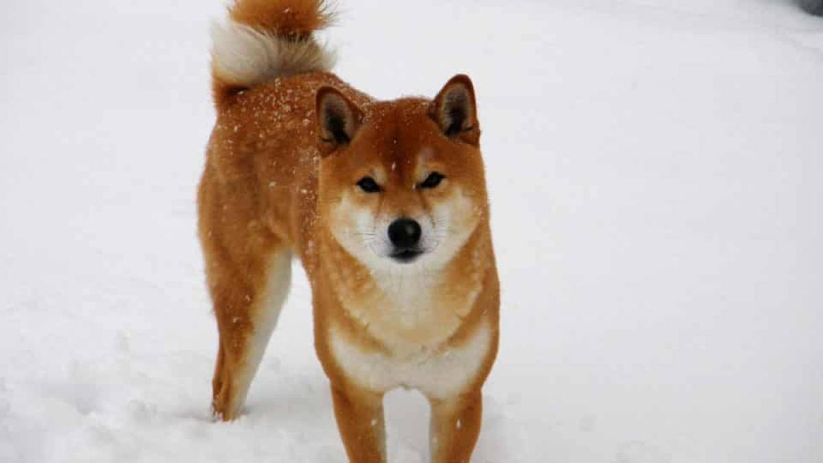The Hokkaido