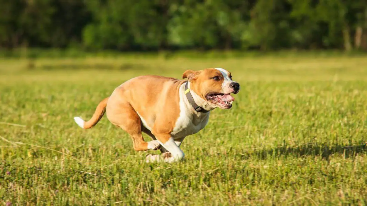 7 učinkovitih načina kako smiriti hiperaktivnog psa