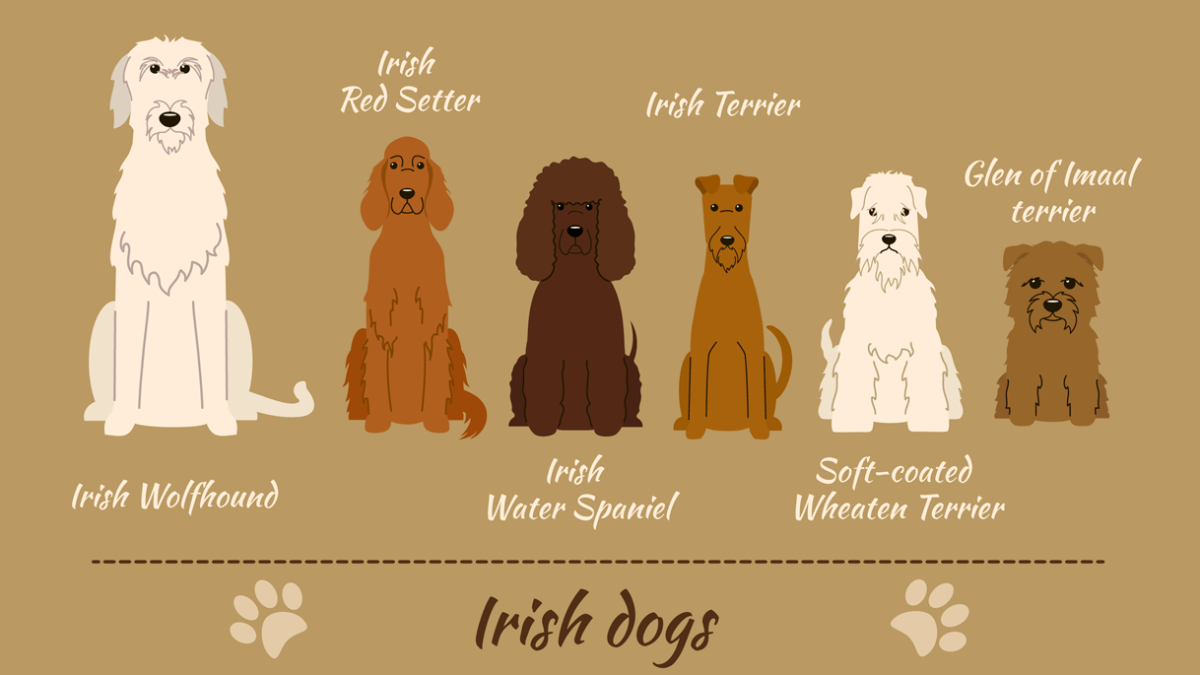 Famous irish sale dogs