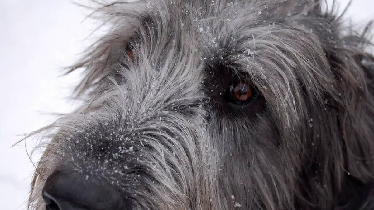 The Irish Wolfhound