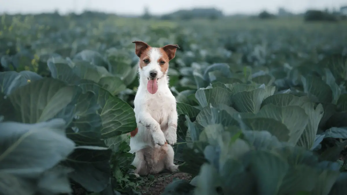 los perros pueden comer col morada