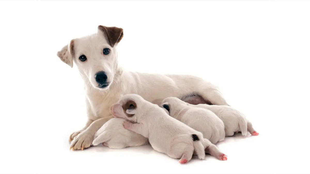 Embarazo de perros: signos, diagnóstico y preparación