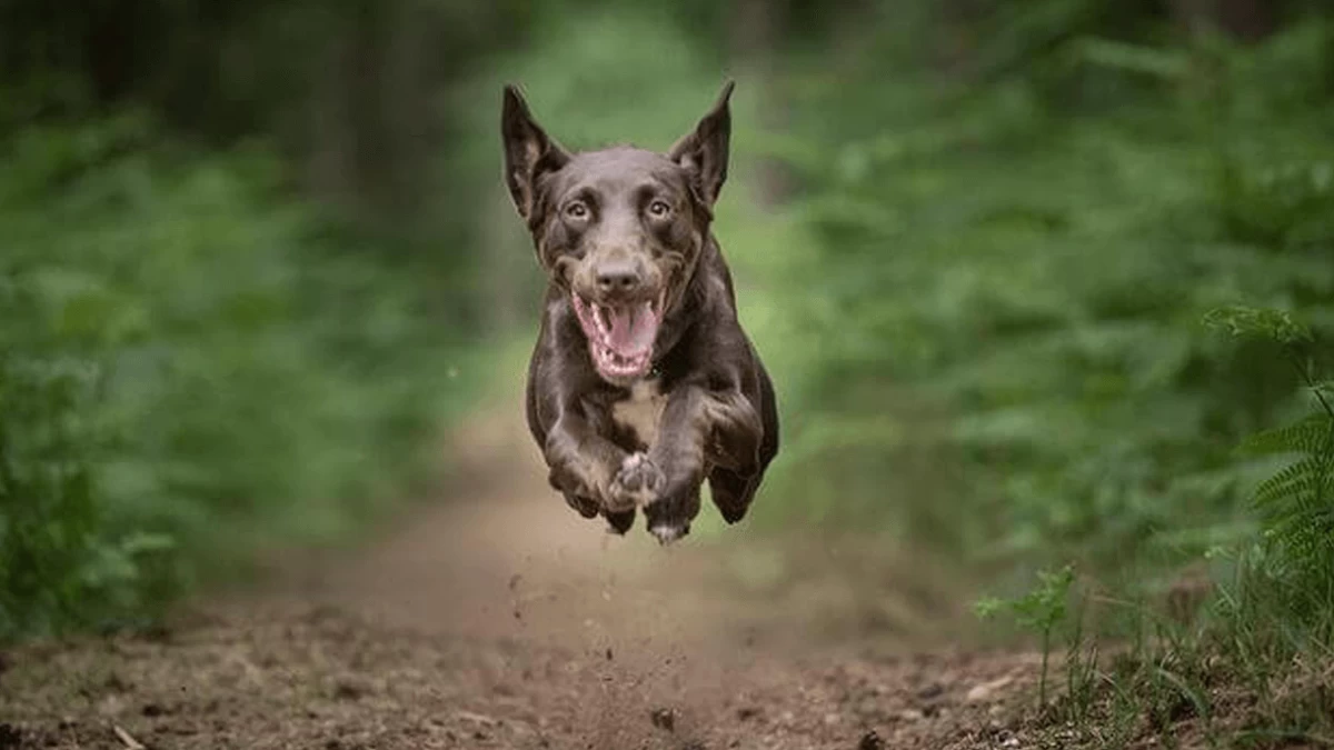 You Have To See These Photographs Of Jumping Dogs!
