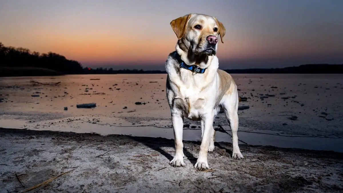 7 Top Labrador Retriever Rescues in the US