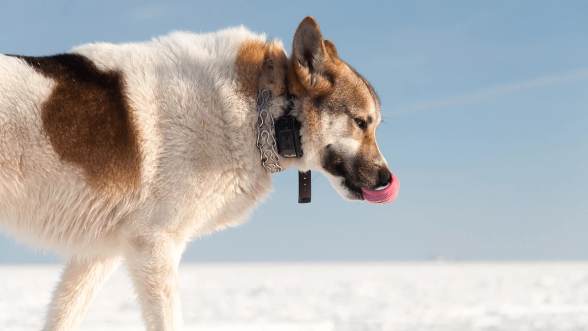 Should You Use Dog Training Collars?