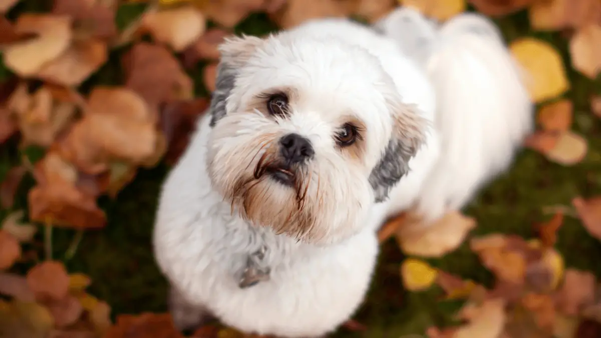 Fun Facts About the Lhasa Apso