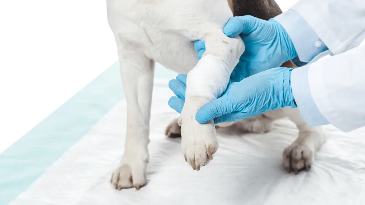5 Most Effective Liquid Bandages for Dogs
