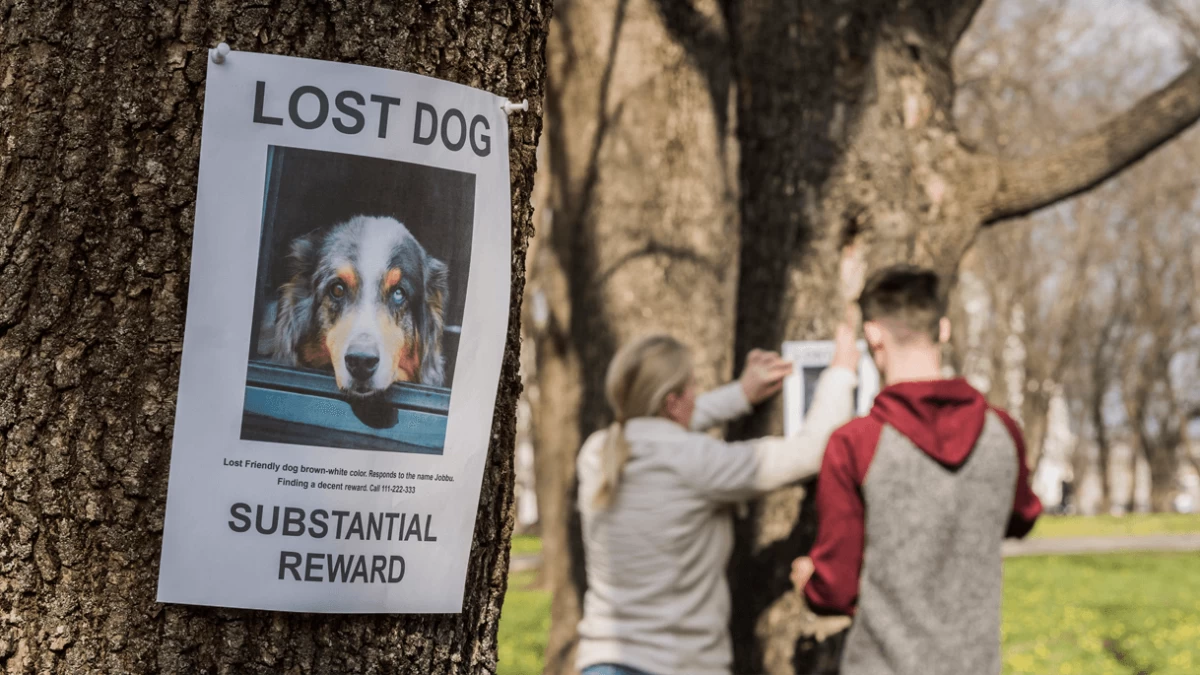 What Can You Do if Your Dog Gets Lost