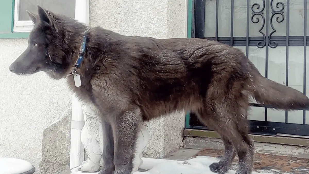 Why Are Lycan Shepherd Dog So Popular?