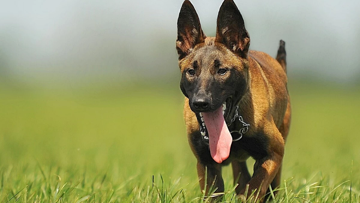 5 Fun Facts About Dog Tongue