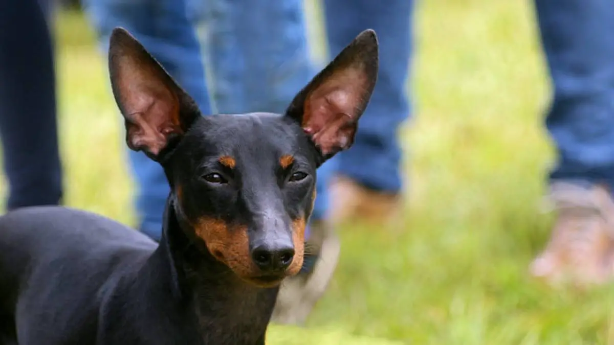 The Manchester Terrier