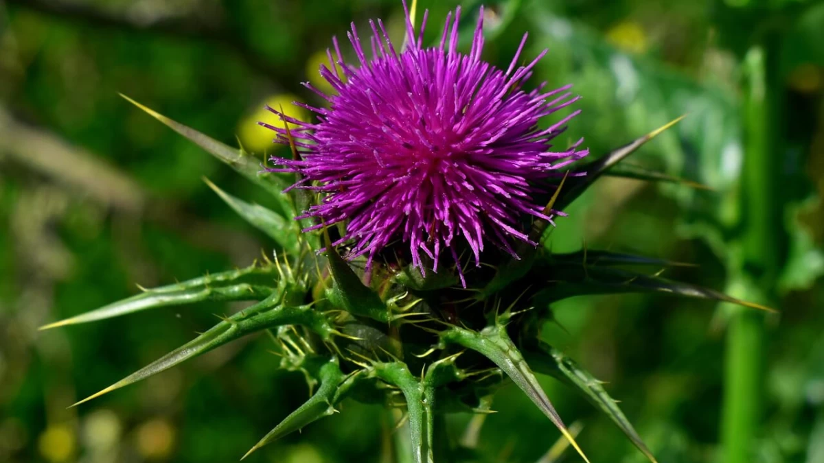Milk Thistle for Dogs - Does it Help?