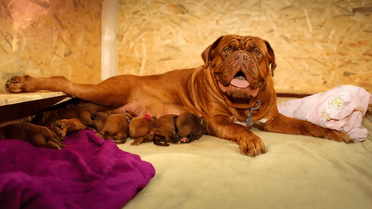 7 potencijalnih problema s porodom kod pasa