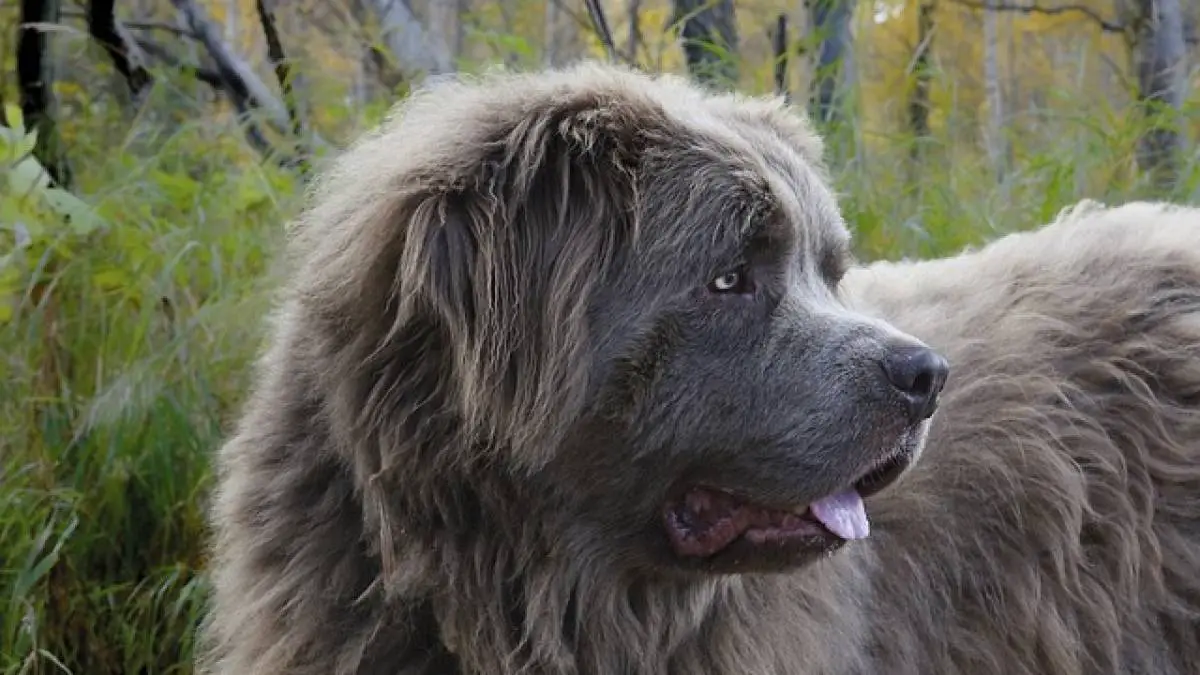 Newfoundland - Jesu li ovi psi zaista nježni divovi?