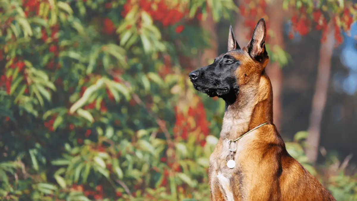 Las 7 razas de perros más obedientes del mundo