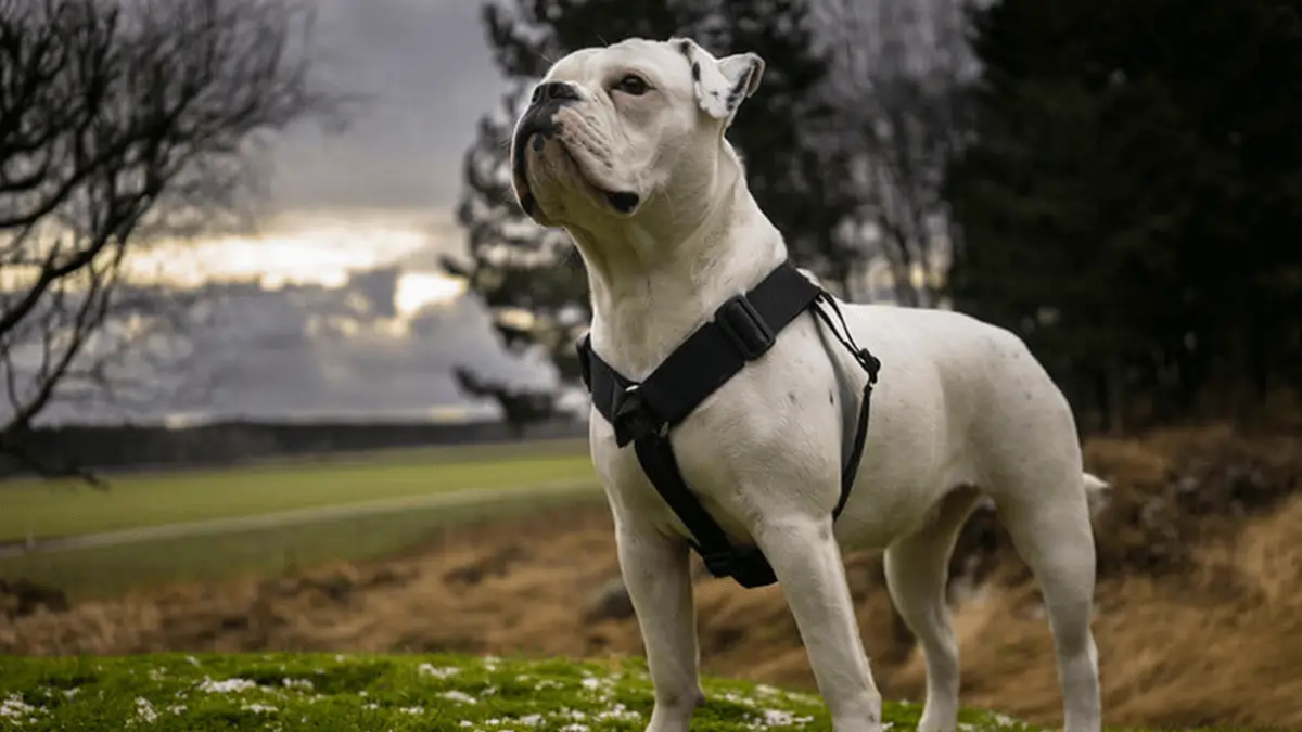 Olde English Bulldogge: Recreación de la raza extinta