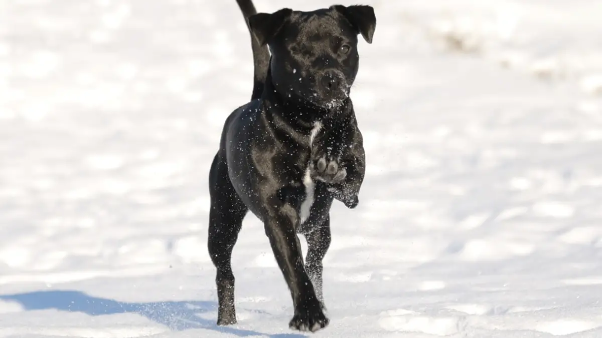Patterdale Terrier - Complete Breed Profile