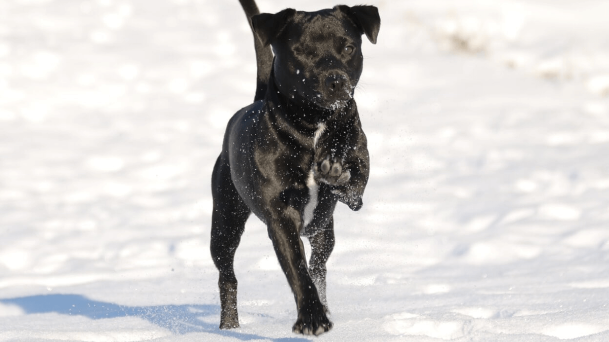 Fashion patterdale terrier personality