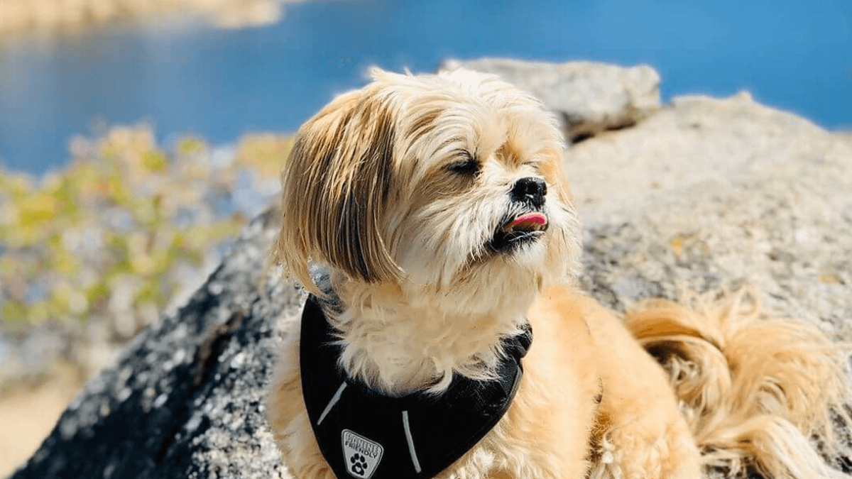 Peekapoo sales dog breed