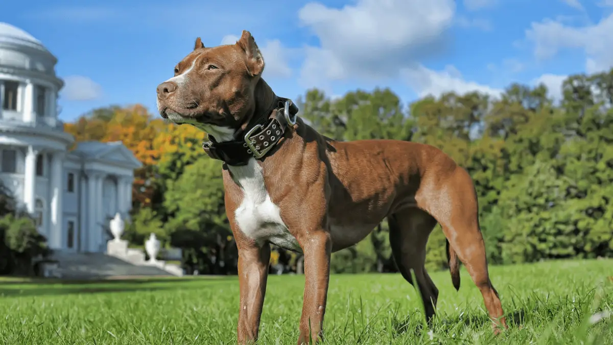 Traits About American Pit Bull Terrier Temperament
