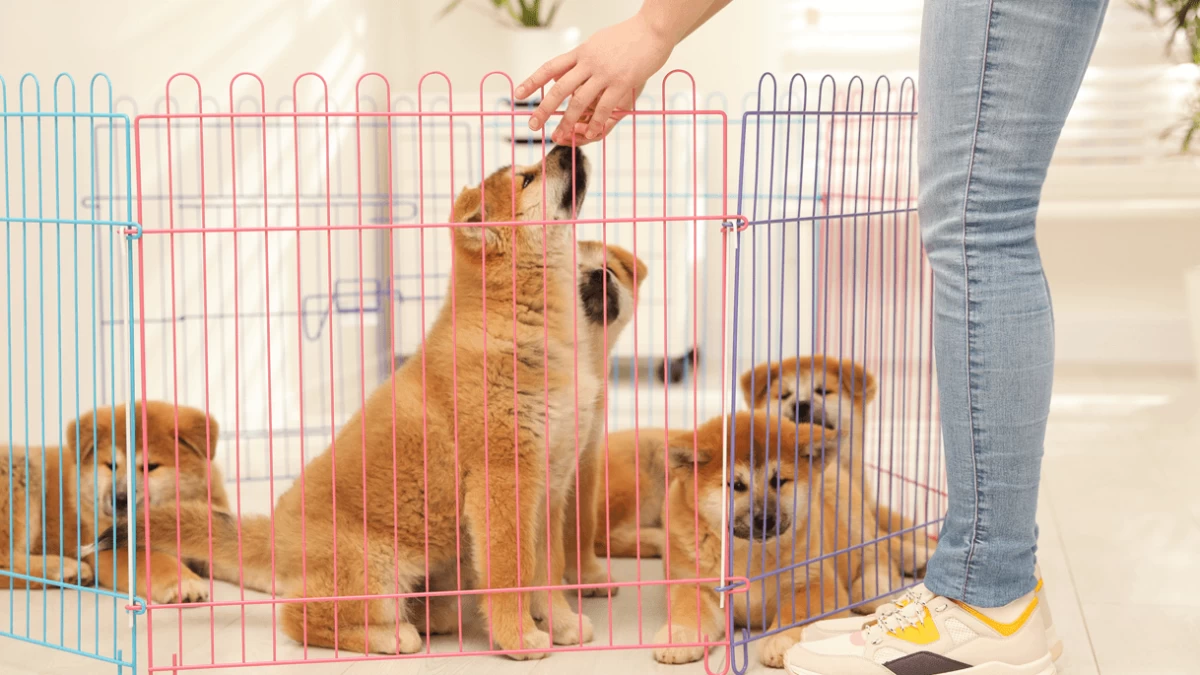 The 5 Best Playpens for Dogs