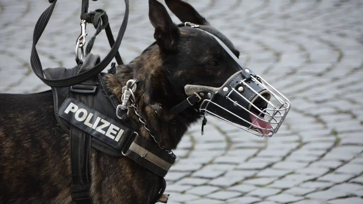 Najbolji policijski psi