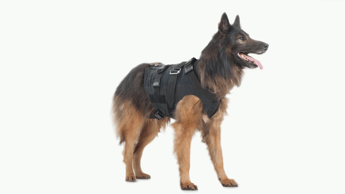 Best 3 Weighted Dog Vests For Your Dog