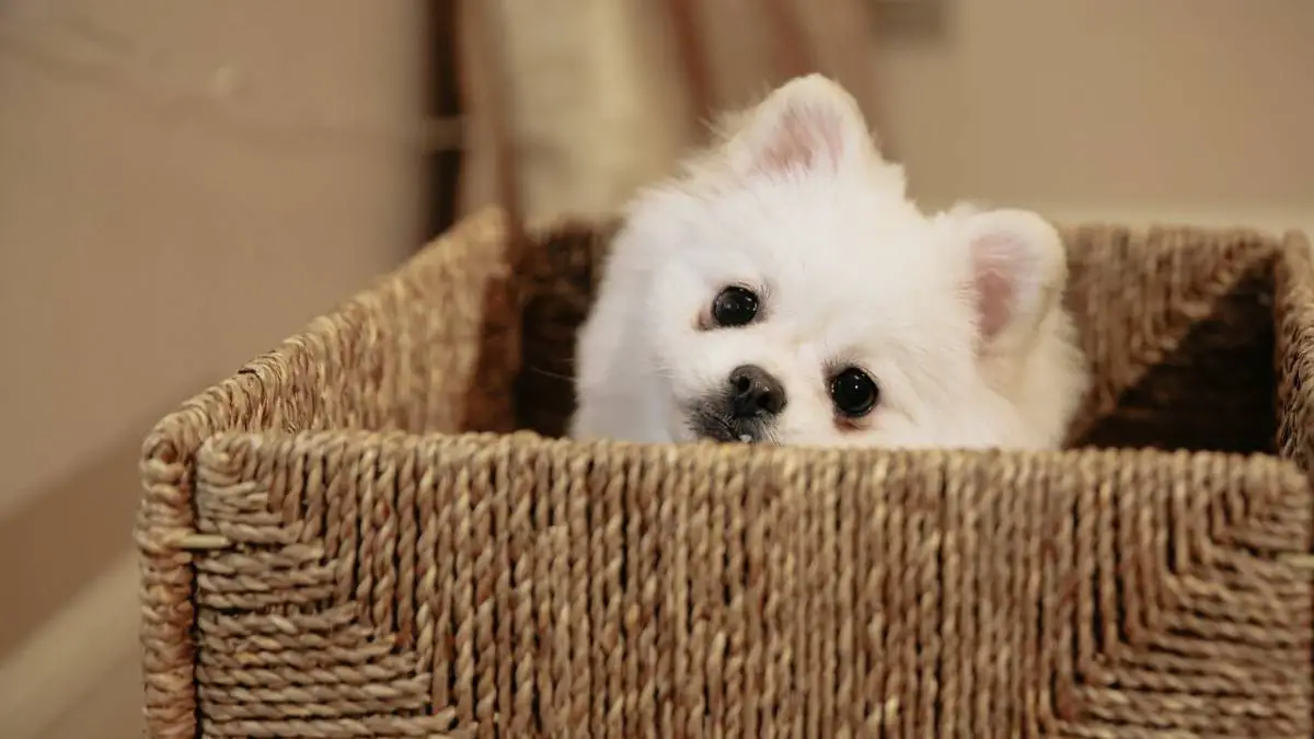 5 Dog Food To Choose If You Own a Pomeranian