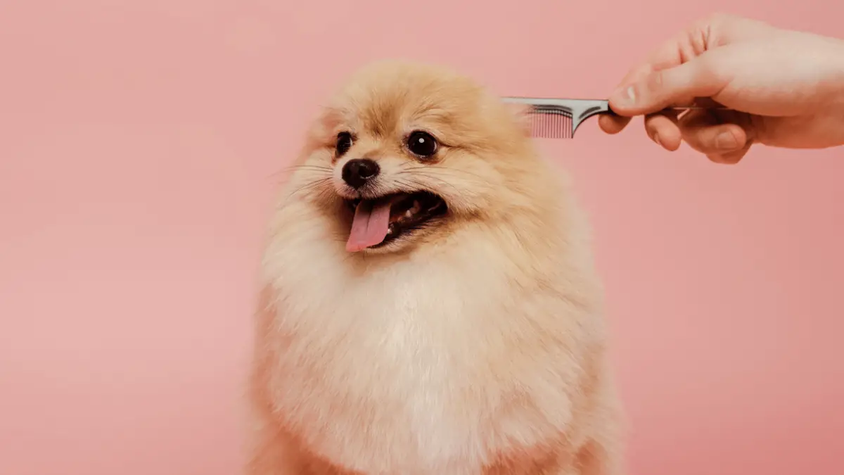 6 Pomeranian Grooming Tips for Owners