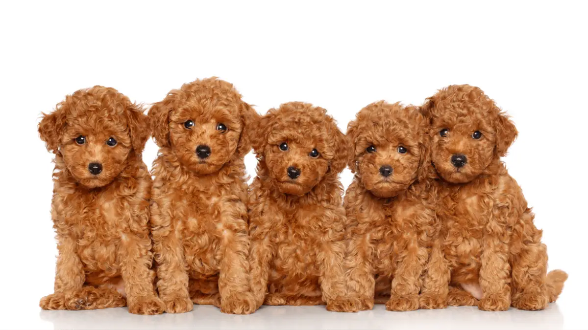 Best Poodle Mixes And Crossbreeds