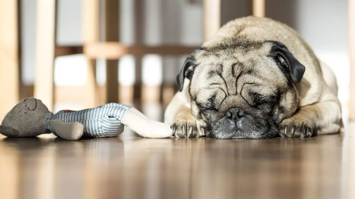 Is Your Dog Twitching in Their Sleep - Here's What it Means