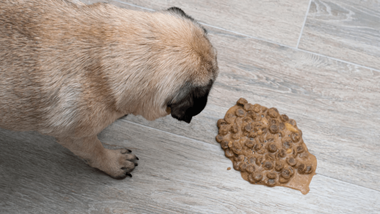 why does dog throw up undigested food