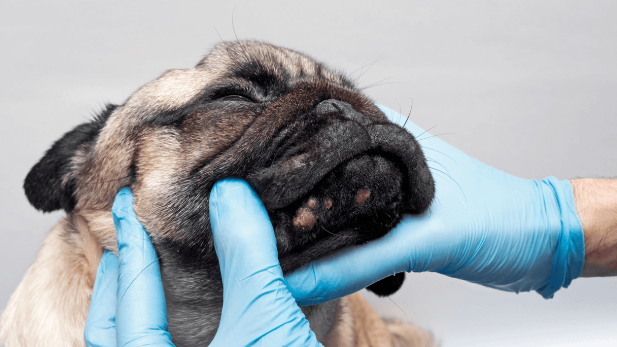 Cómo tratar el acné del perro