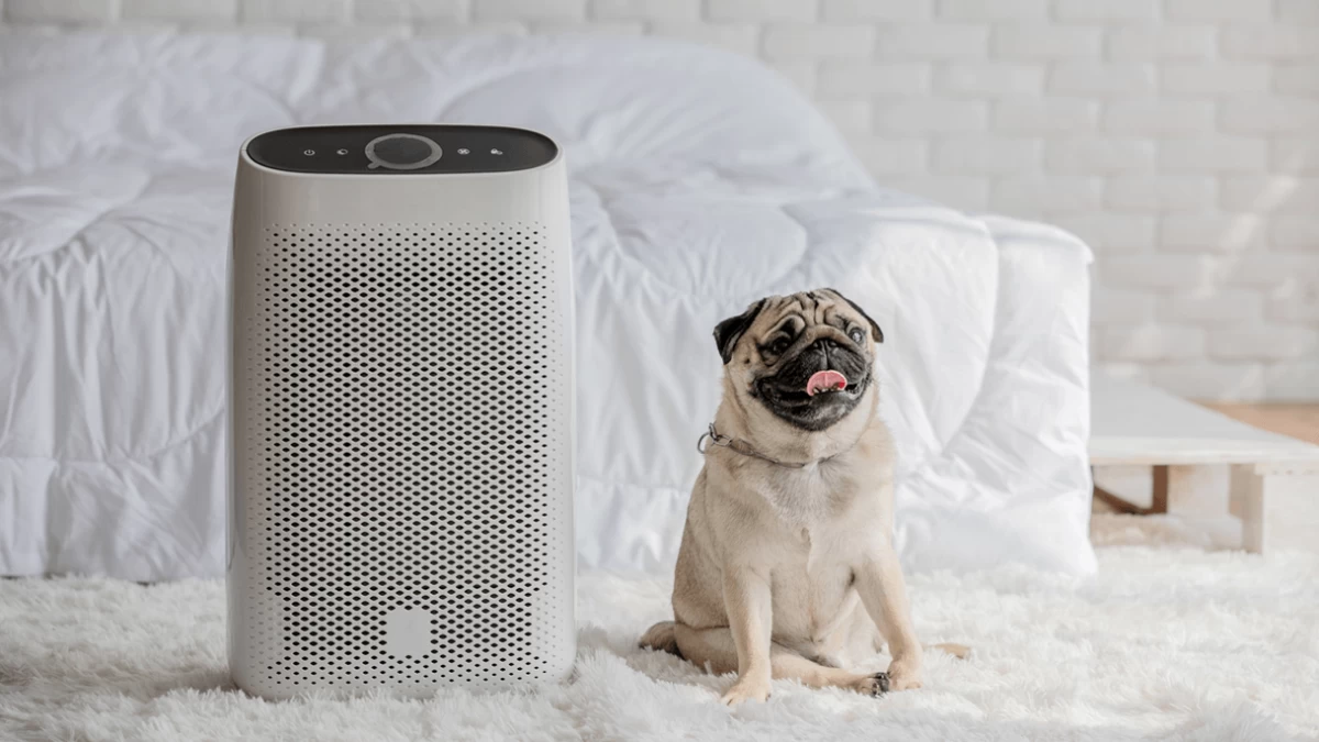 The Best Air Purifiers for Dogs in 2023