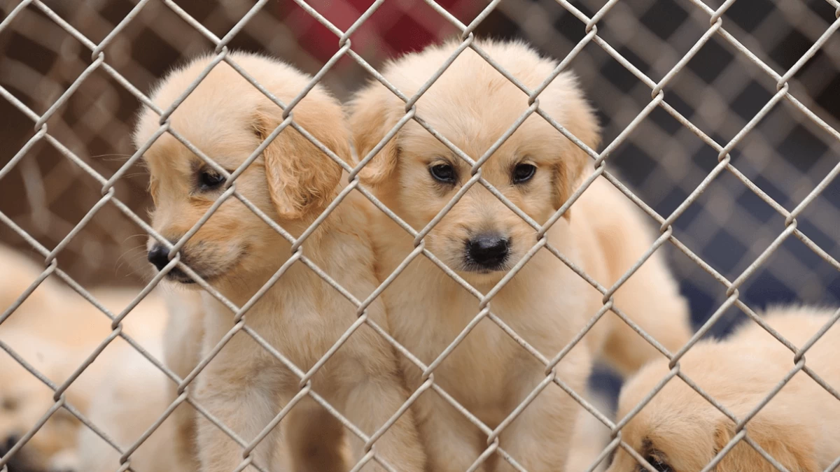 What is a Puppy Mill -  Here's How to Spot it