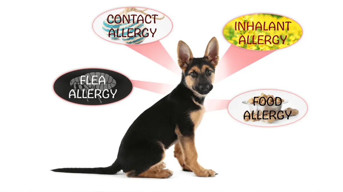 What Is The Best Allergy Medicine For Dogs?
