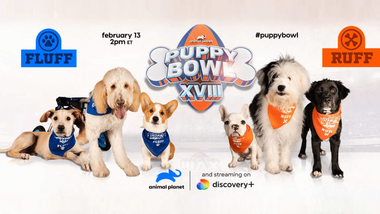 Forget the Super Bowl: Here's How to Stream the Puppy Bowl From Anywhere