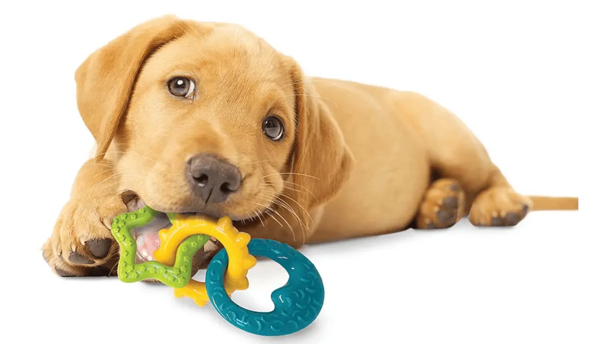 3 Best Chew Toys for Puppies (Review)