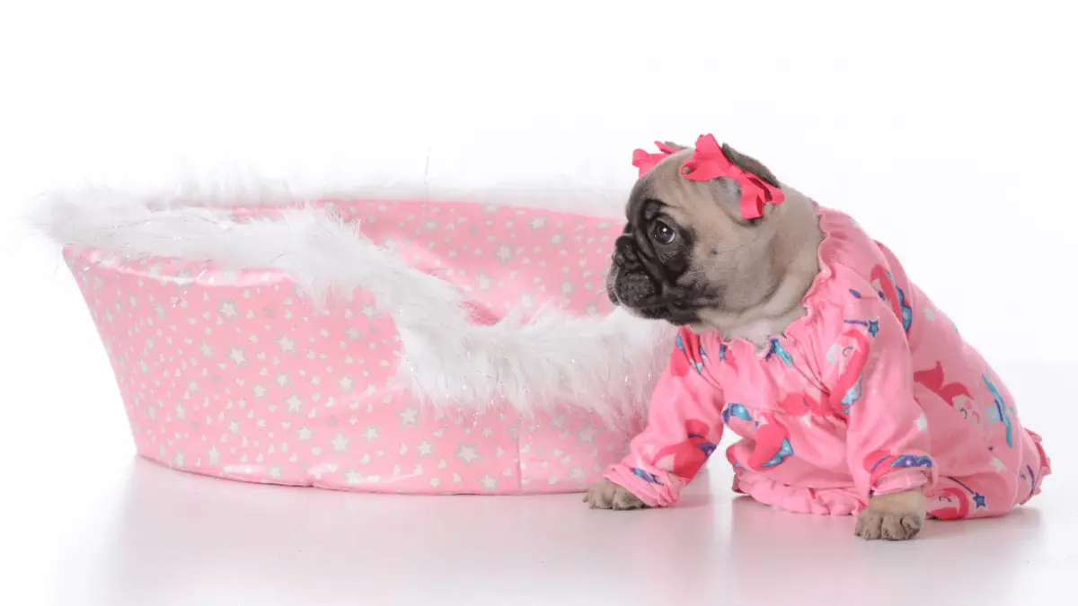 Best Dog Pajamas in 2023