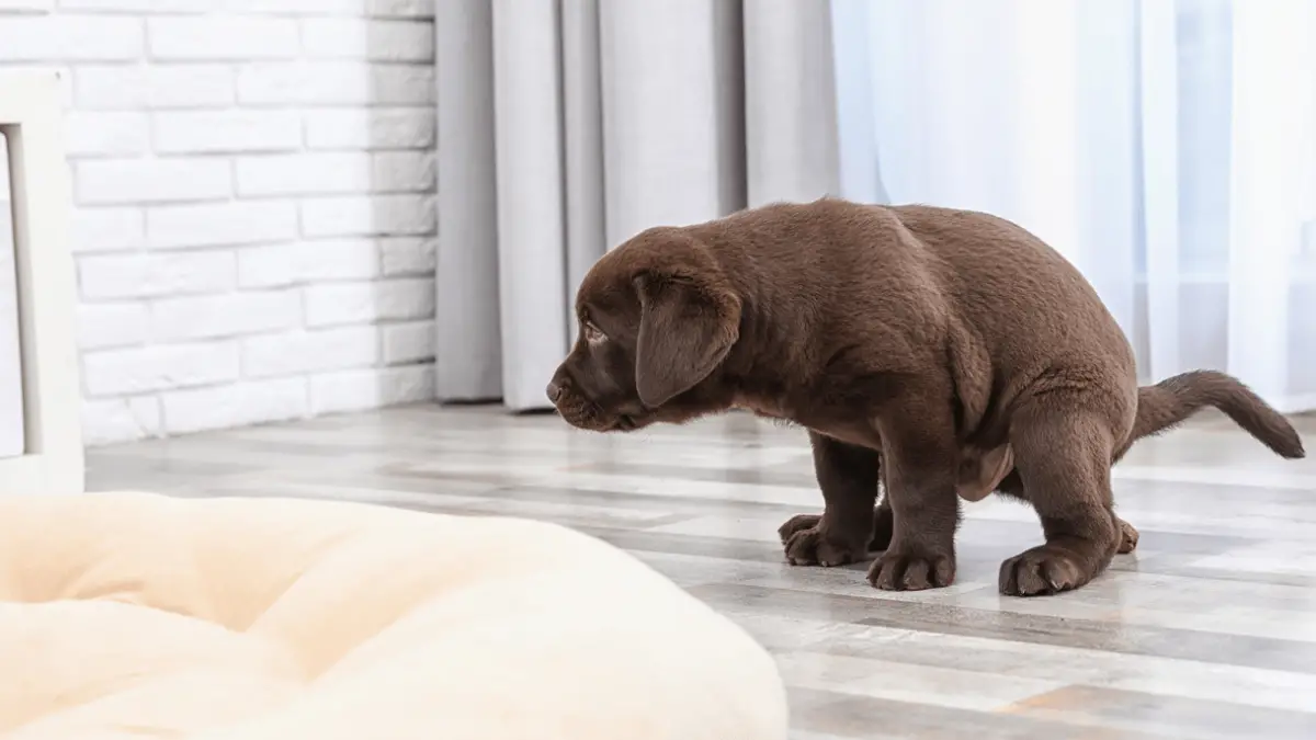 cuantas veces al dia debe hacer caca un perro