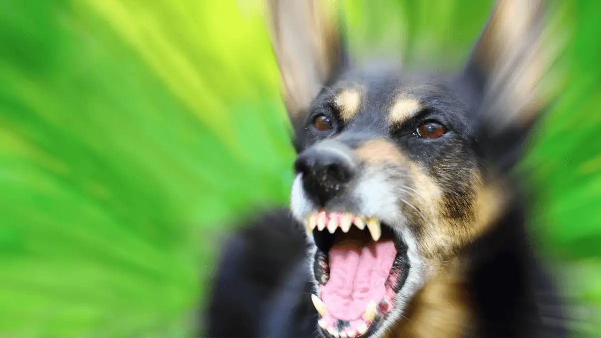 Rabies in Dogs - What Owners Should Look Out For