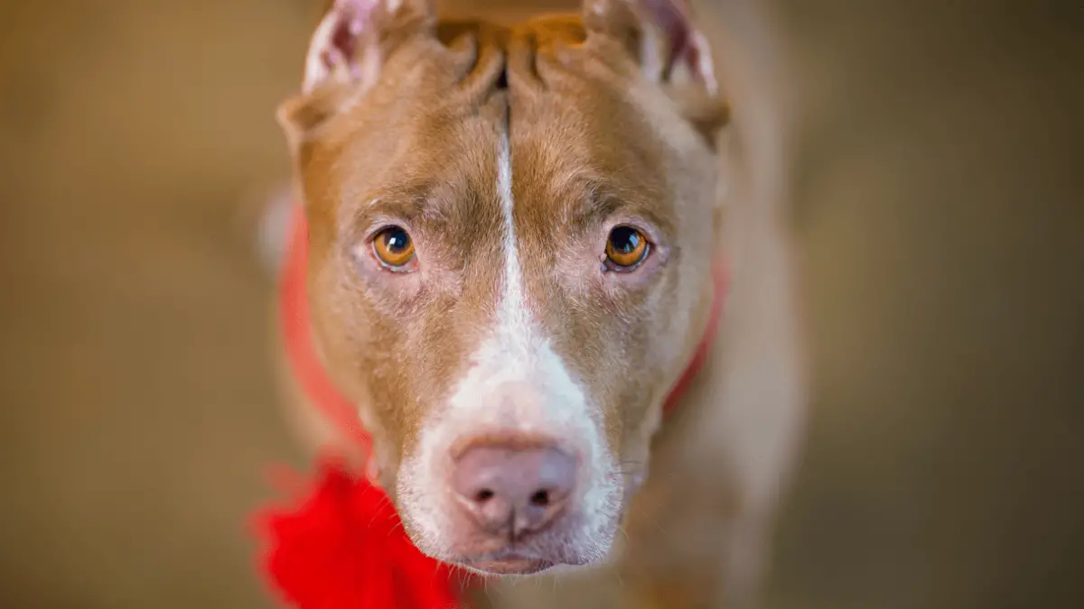 Red Nose Pit Bull - Pros, Cons & Other Characteristics