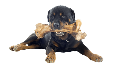 why do dogs like bones so much