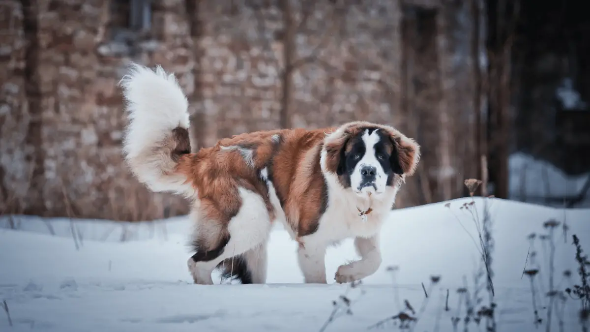 5 Little Known Facts About Saint Bernard Dogs