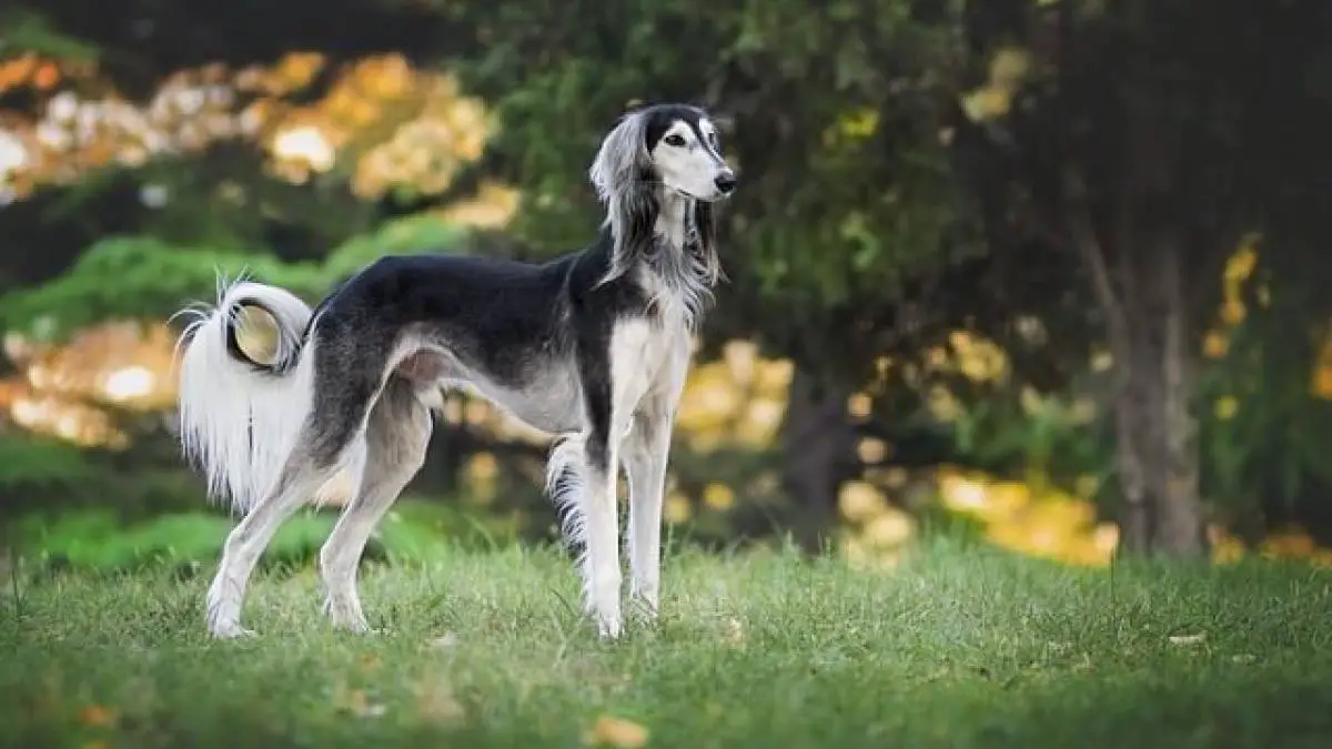 The Saluki
