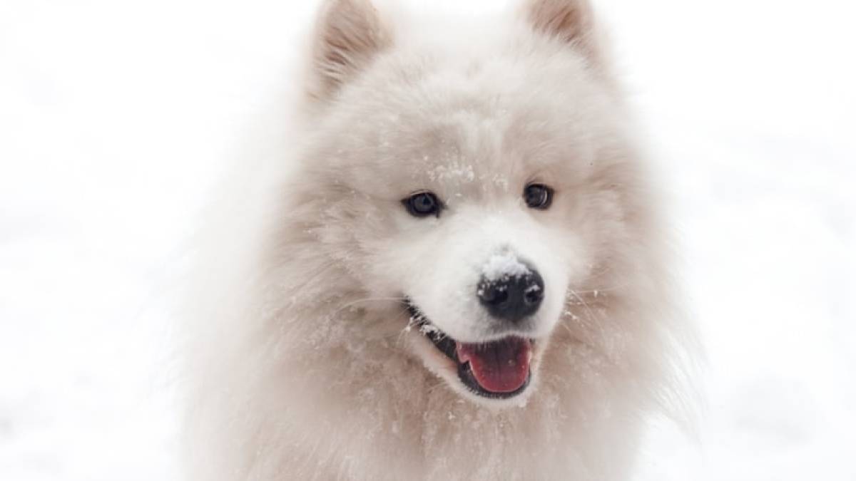 Samoyed - do they really smile?