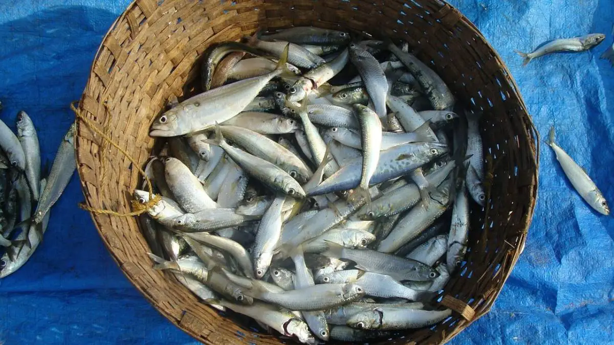 ¿Pueden los perros comer sardinas?
